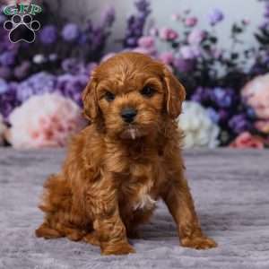 Chance, Cavapoo Puppy